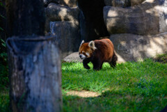 天王寺動物園レッサーパンダ1