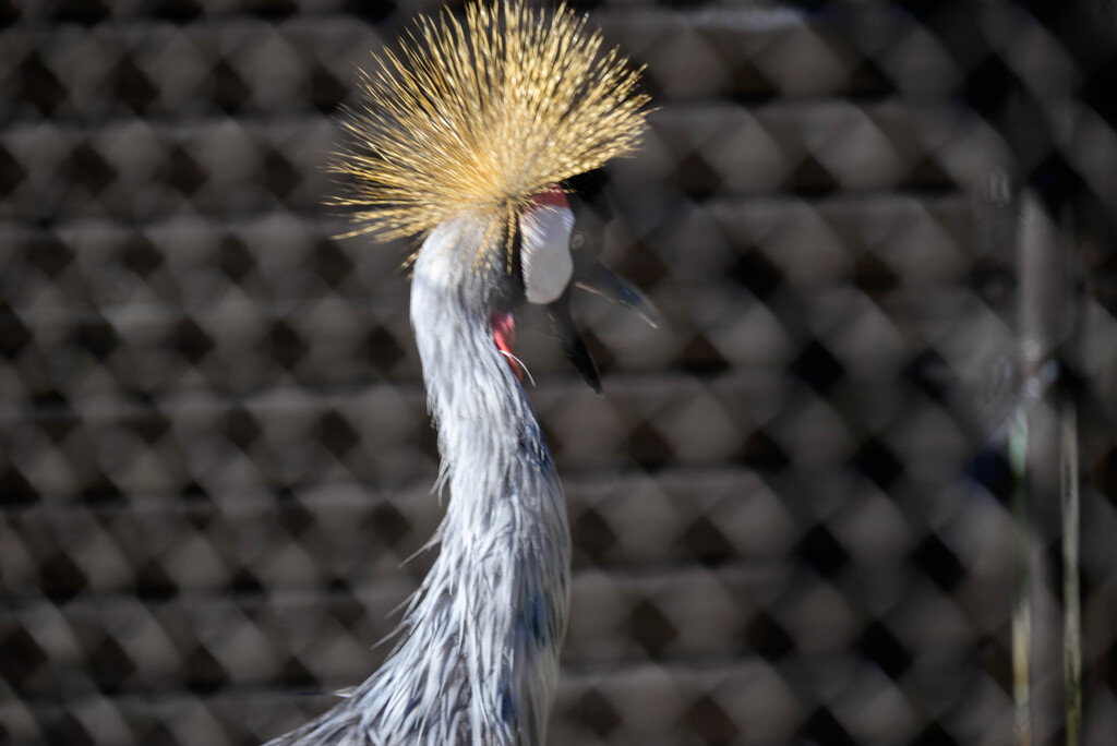 天王寺動物園ホオジロカンムリヅル2