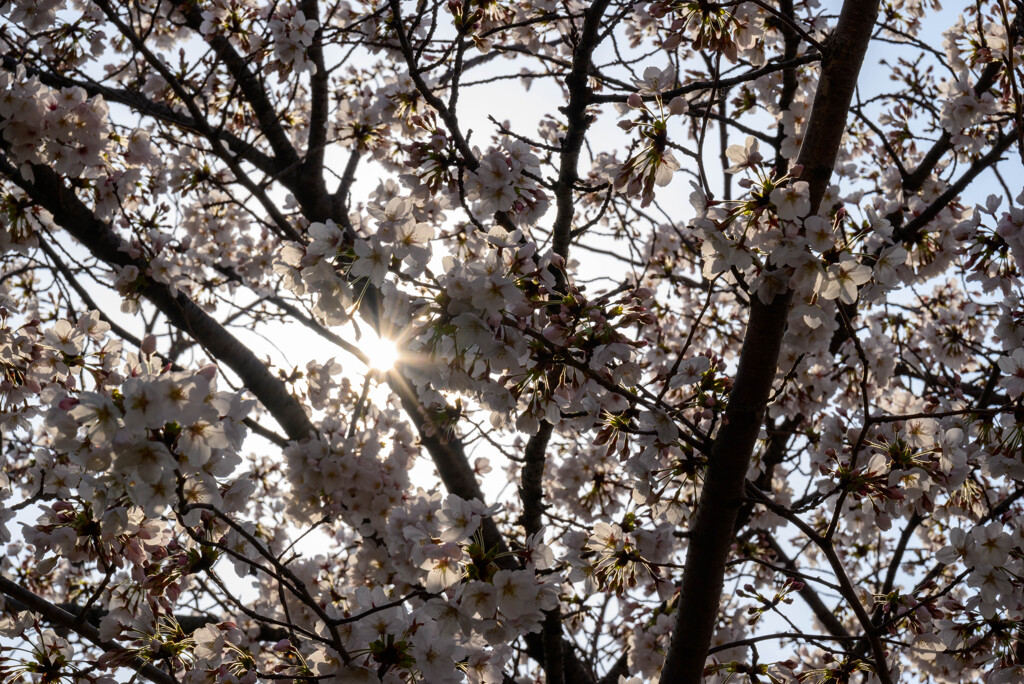 2021近所の公園の桜5