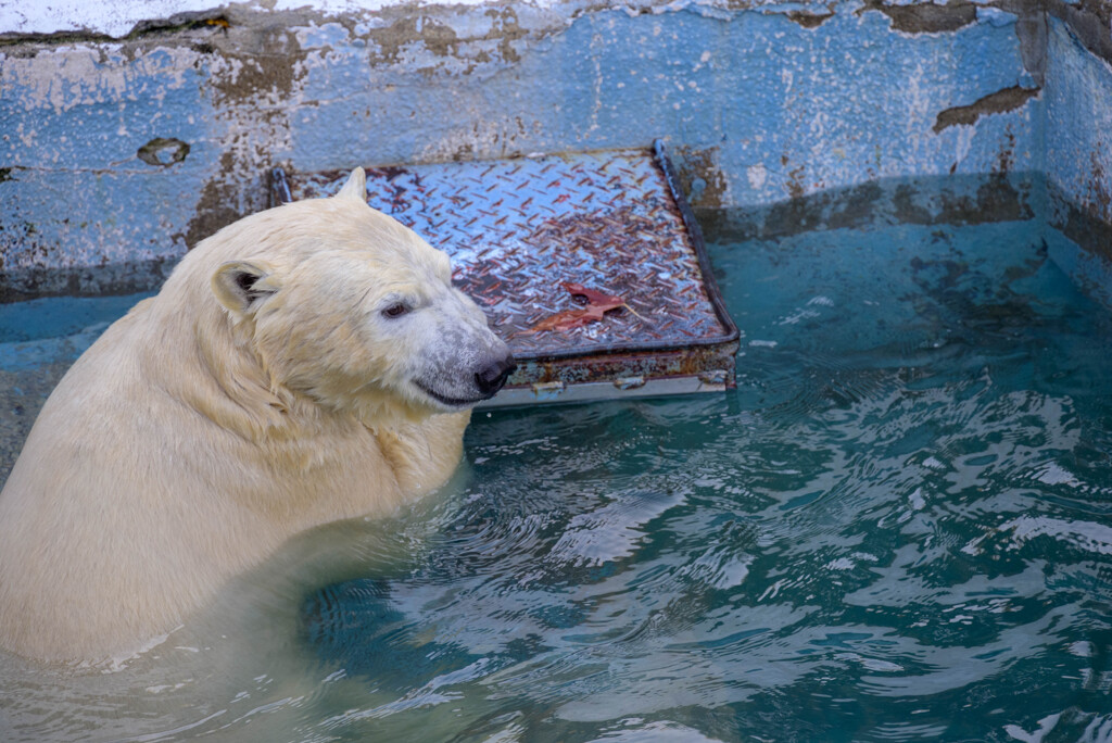 天王寺動物園 ホッキョクグマ3