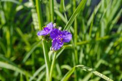 ムラサキツユクサ5