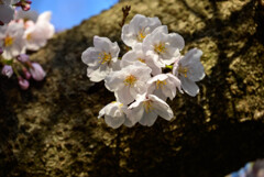 2021大阪城公園の桜20