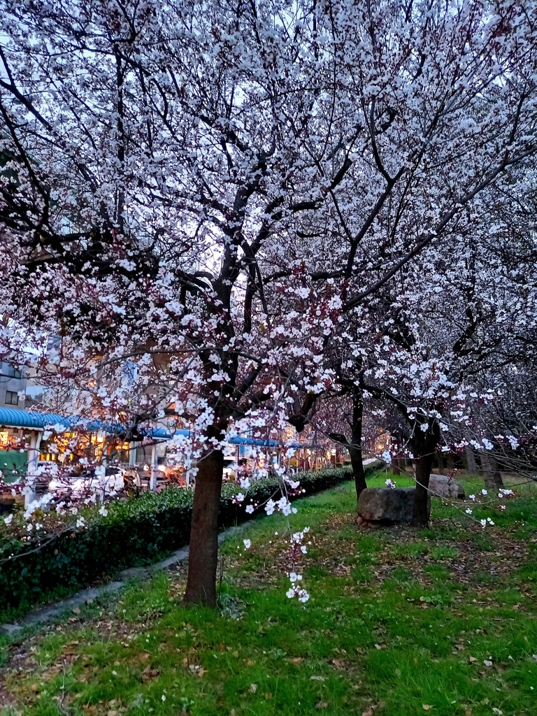 2021大阪城公園 ベニバスモモ1