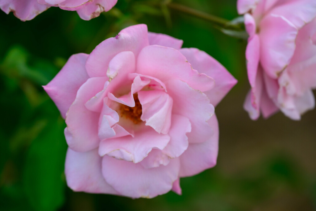 中之島公園の薔薇30桜貝