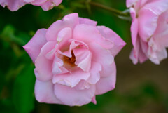 中之島公園の薔薇30桜貝