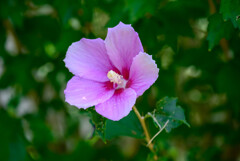 木槿4