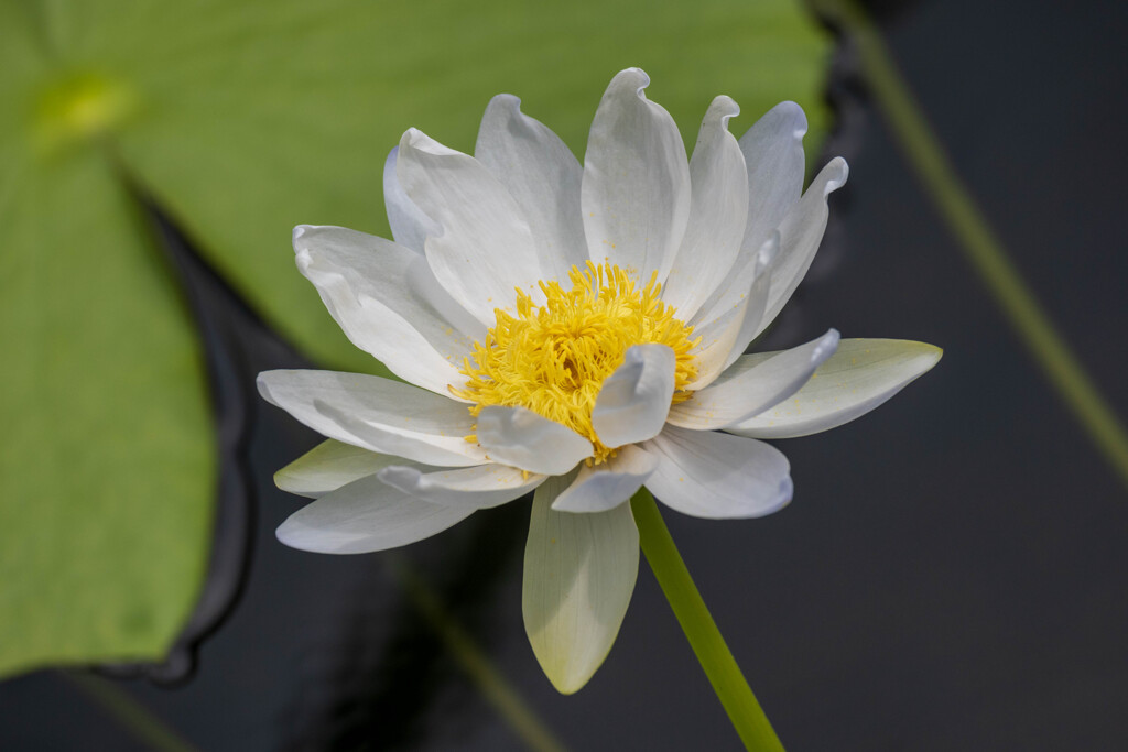 鶴見緑地咲くやこの花館熱帯スイレン6