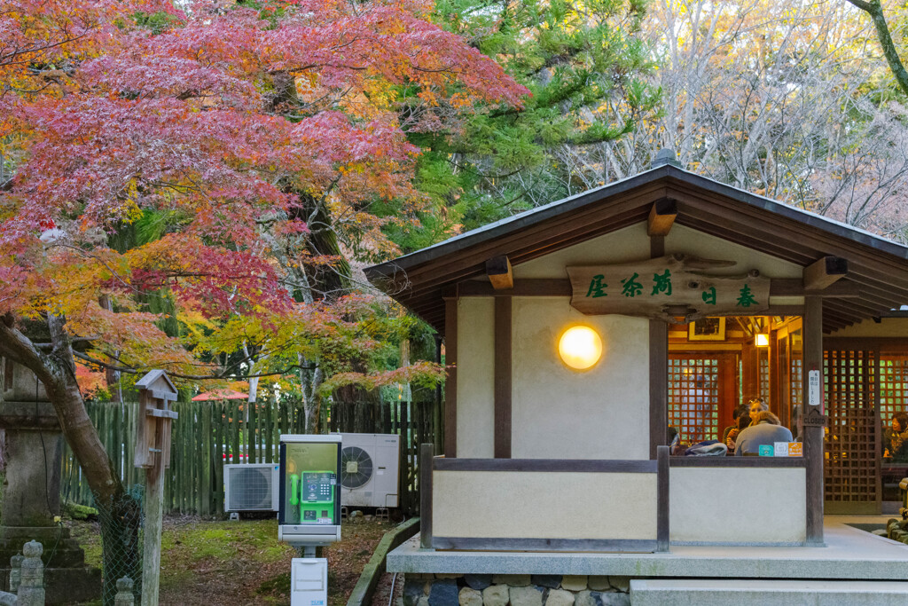 2019奈良公園紅葉21
