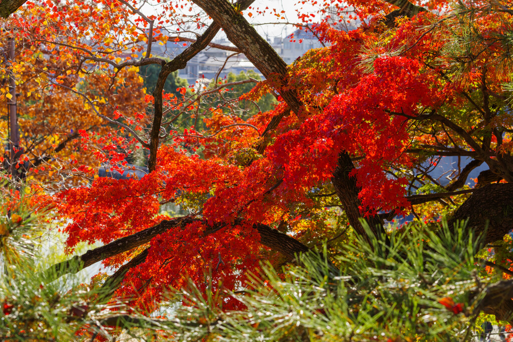2019奈良公園紅葉3