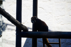 天王寺動物園レッサーパンダ3