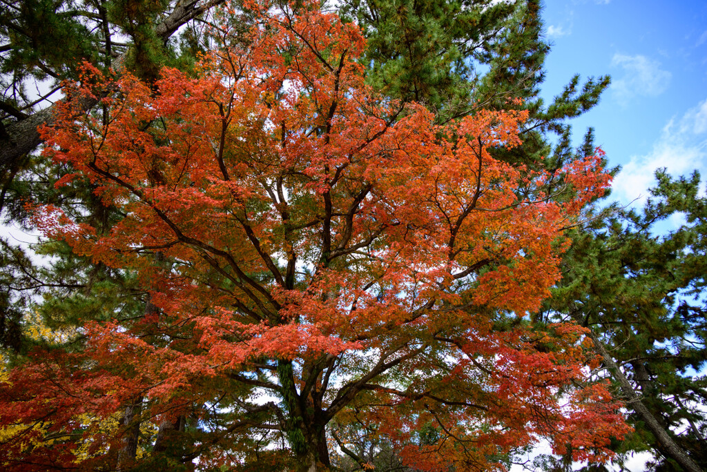 奈良公園の紅葉4