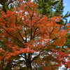 奈良公園の紅葉4