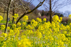 菜の花10