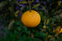 柑橘類2