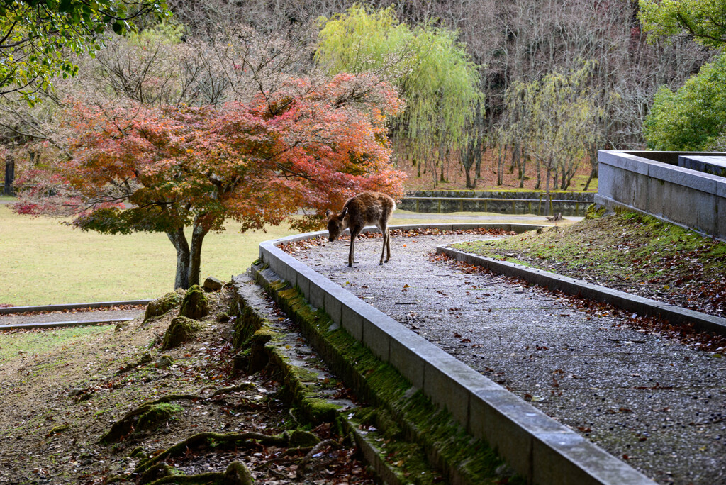 奈良公園の鹿と紅葉1