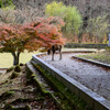奈良公園の鹿と紅葉1