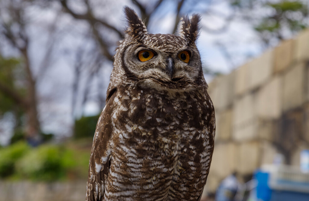 大阪城ミミズクの仲間1