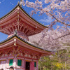 2020壷阪寺桜風景3