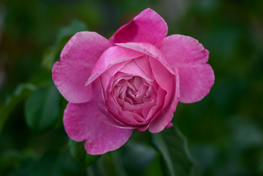 中之島公園の薔薇21シャンテロゼミサト