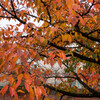 近所の公園の桜紅葉8