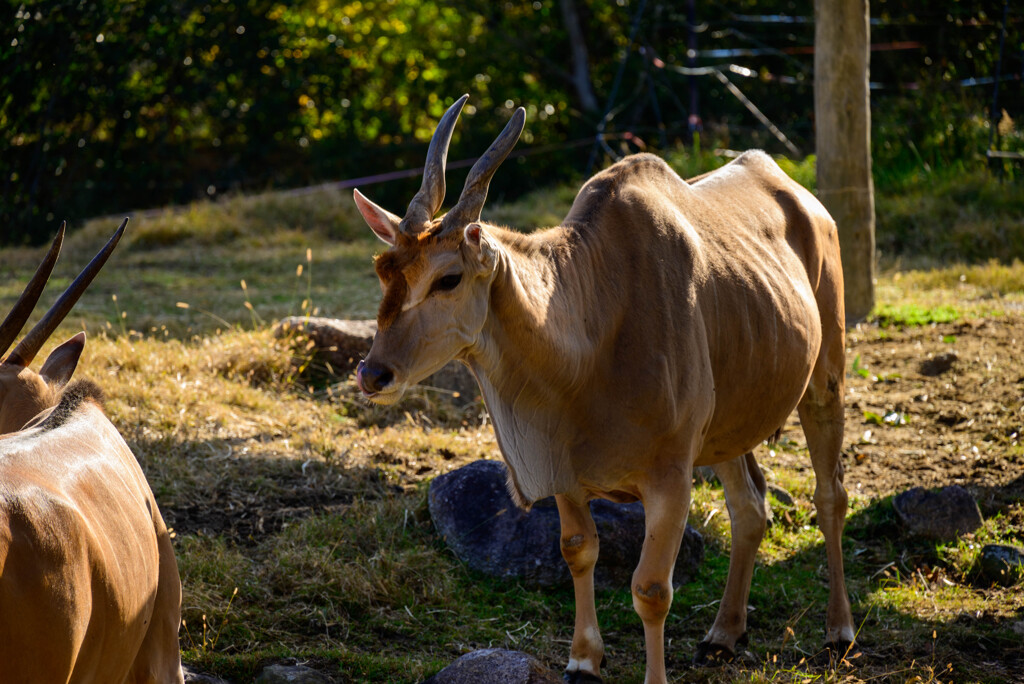 天王寺動物園 エランド3