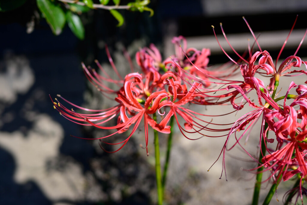 曼珠沙華2