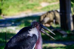 天王寺動物園アフリカハゲコウ3