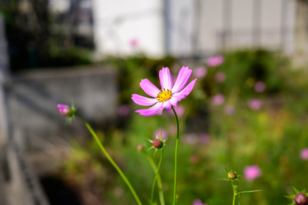 秋桜10