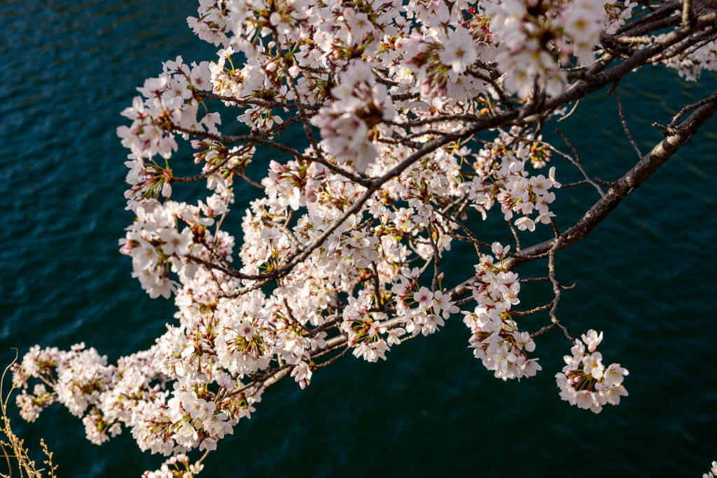 2021大阪城公園の桜14