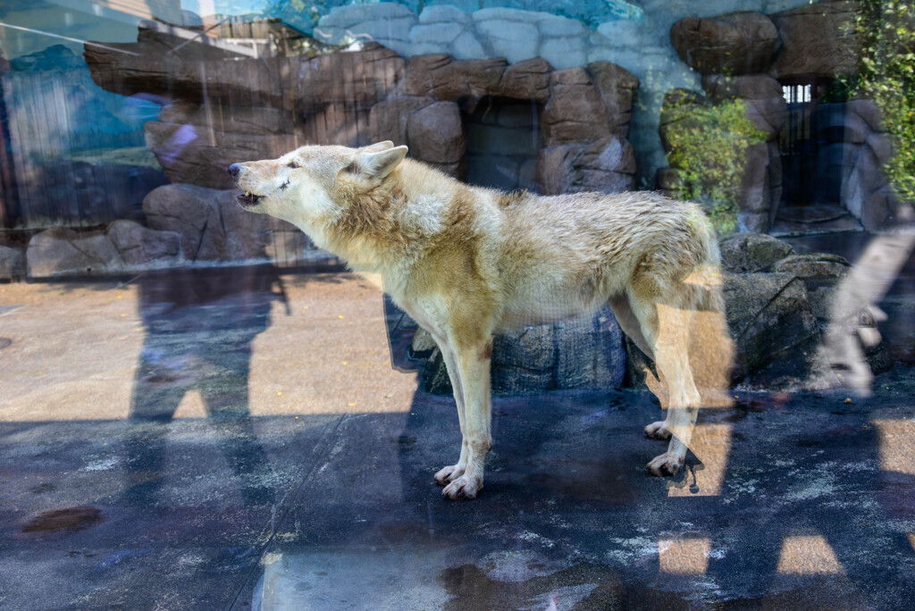 天王寺動物園オオカミさん2