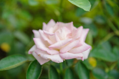 薔薇27