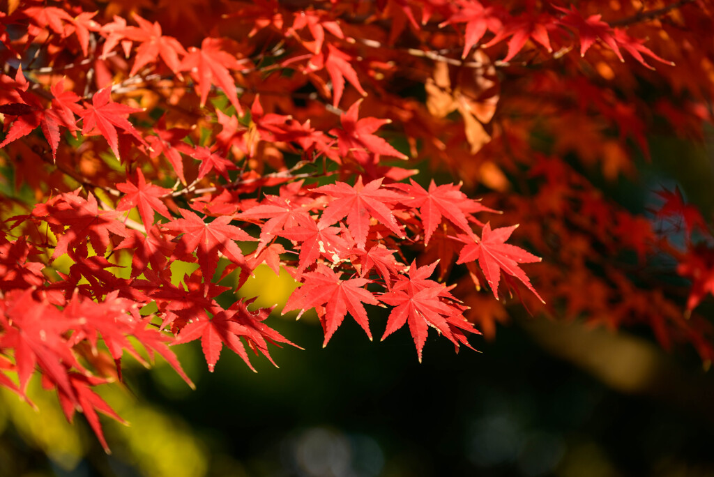 大阪城公園の紅葉6