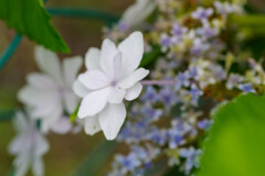 紫陽花35