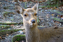 奈良公園の鹿20