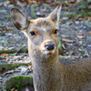 奈良公園の鹿20