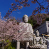2020壷阪寺桜大仏1