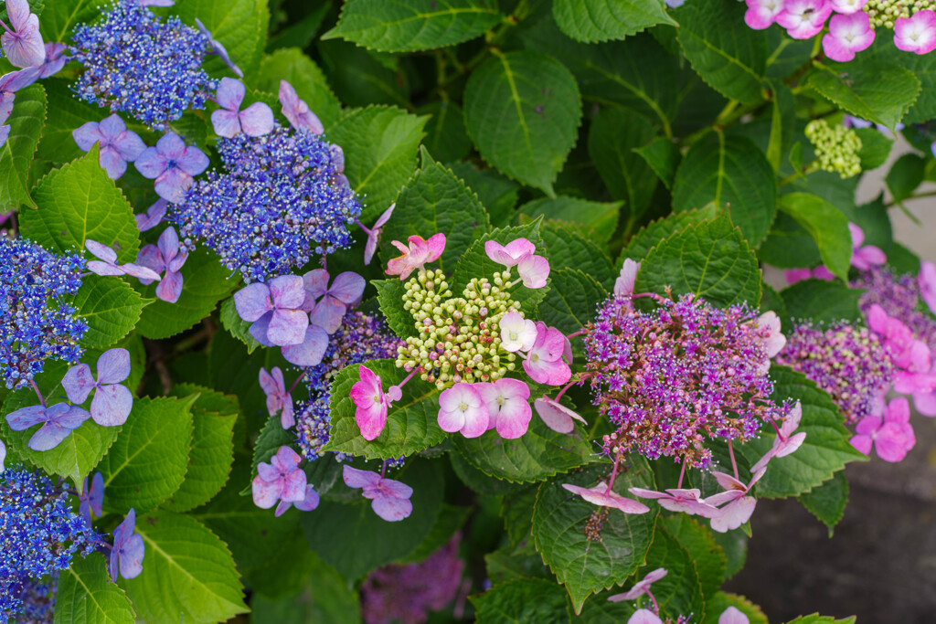 紫陽花24