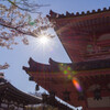 2020壷阪寺桜風景1