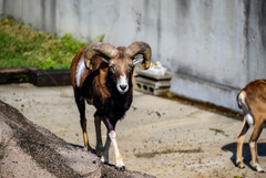 天王寺動物園ムフロン3