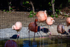 天王寺動物園フラミンゴ3