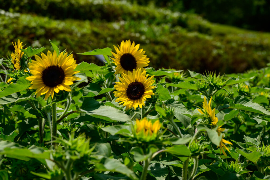 長居植物園のひまわり4