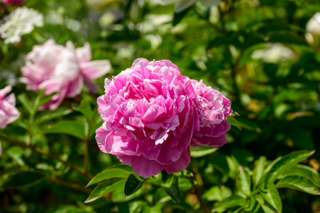 万博記念公園平和のバラ園の芍薬1