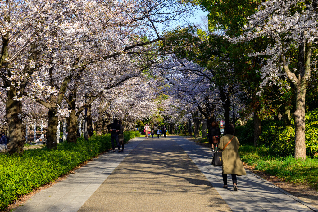 2021大阪城公園の桜18