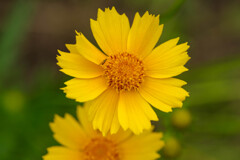 庭で咲いてた黄色い花4