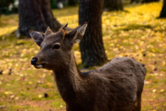 奈良公園の鹿2