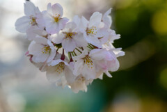 2021近所の公園の桜6