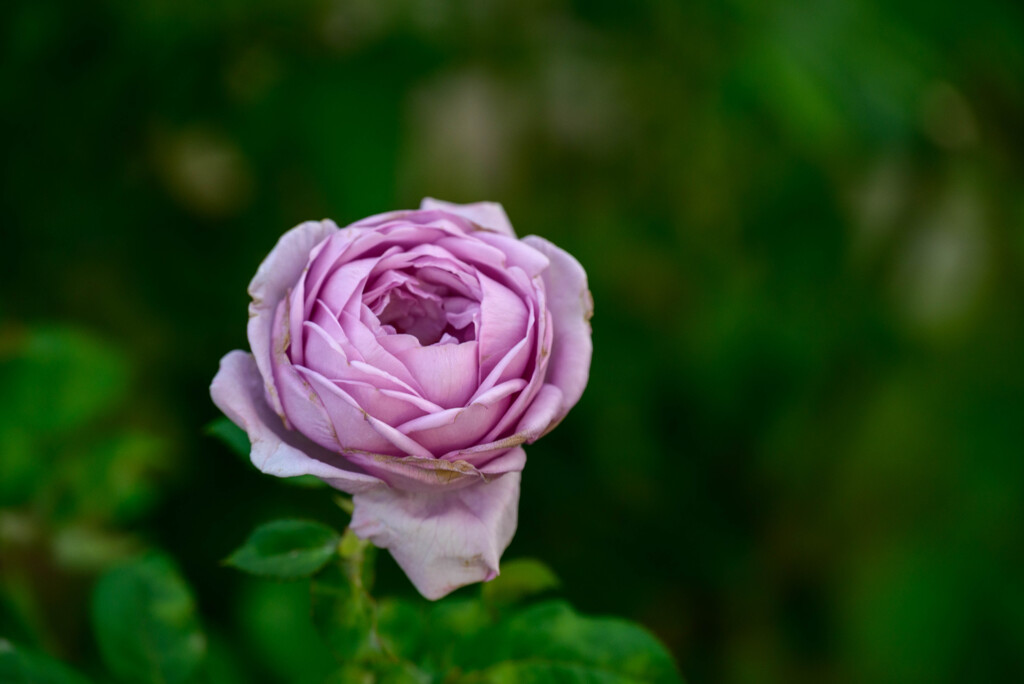 中之島公園の薔薇36しのぶれど