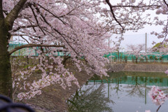 貯水池の桜2