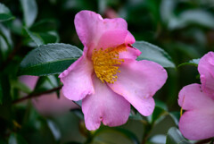 山茶花7