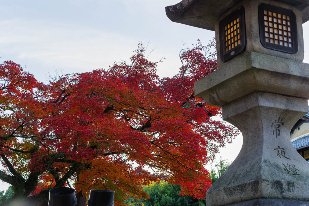 2019奈良公園紅葉31